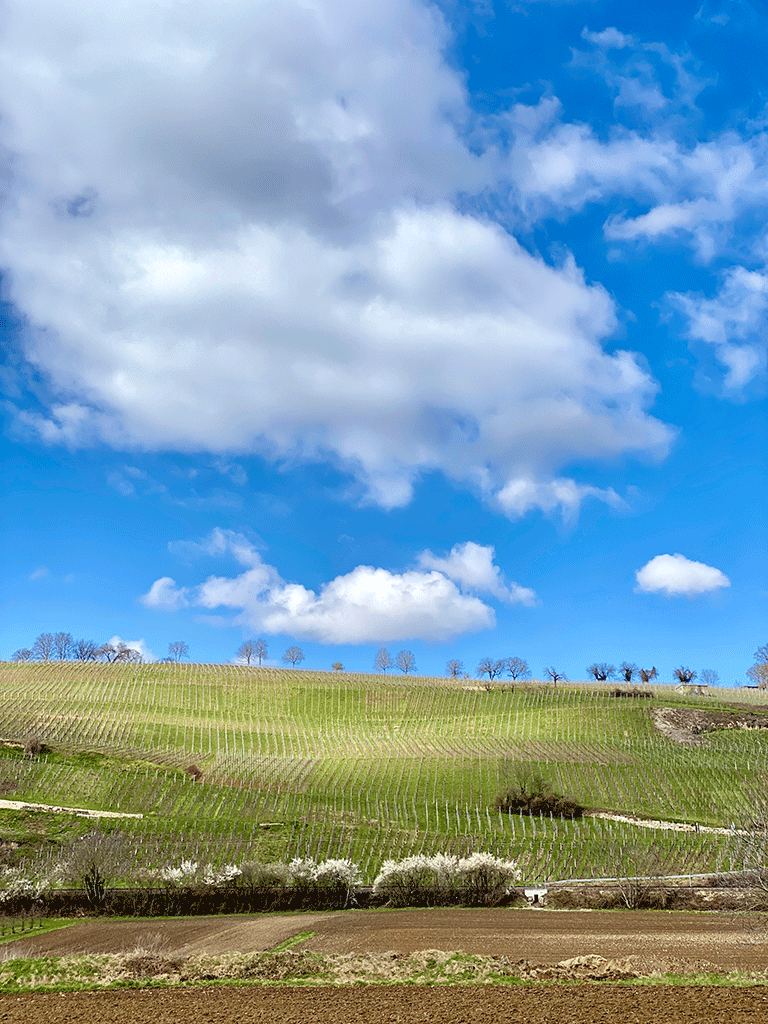 (Blick vom Katzenberg nach Basel und ins schweizerische Jura, Apfelblüte und Weiberge. Alles in Efringen-Kirchen. Fotos: Gudrun Gempp)