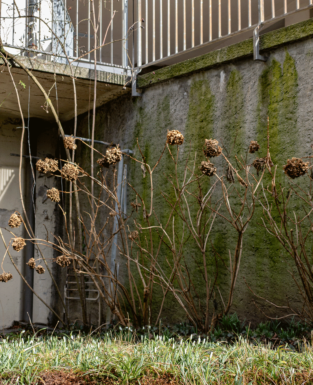 Eine Stück Garten mit Schneeglöckchen am Boden und verblühten Hortensien vom vergangenen Jahr. Foto: Gudrun Gempp, 4. Februar 2024
