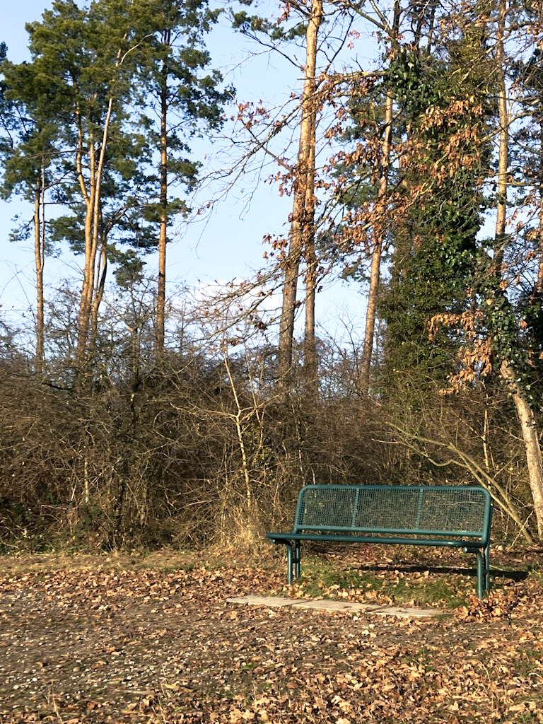 Bei den Isteiner Schwellen. Bank ohne Fremdkörper. Foto: Gudrun Gempp, 14. Dezember 2025