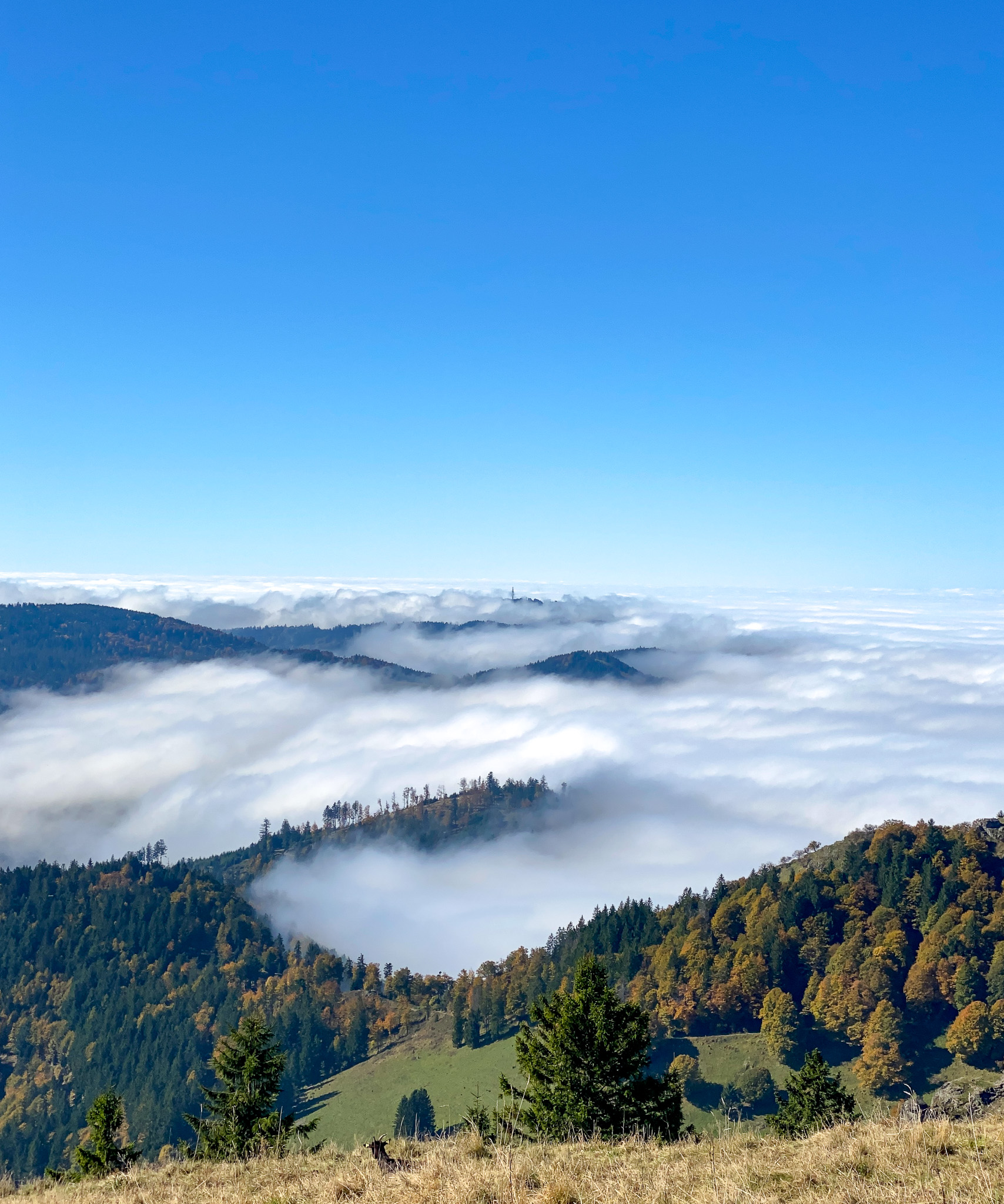 Nebelverhangender Blick vom Belchen/Schwarzwald in Richtung Süden, Foto: Gudrun Gempp