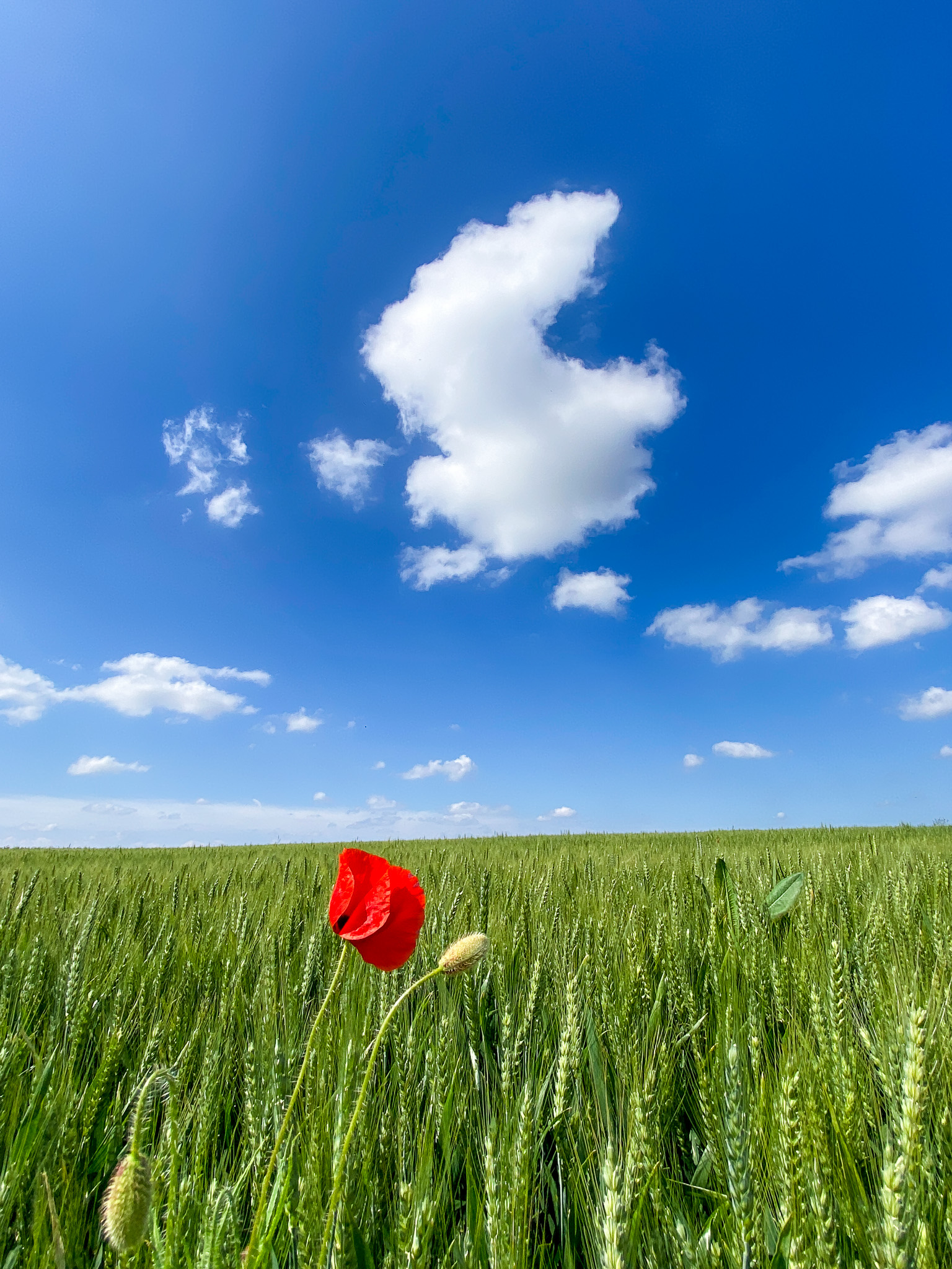 Grünes Getreidefeld, Mohnbluhme, zarte weiße Wolken am blauen Himmel. Foto: Gudrun Gempp, aufgenommen am 4. Juni 2024 bei einem Spaziergang.